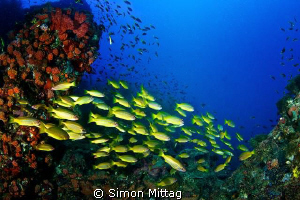 Bigeye Snapper by Simon Mittag 